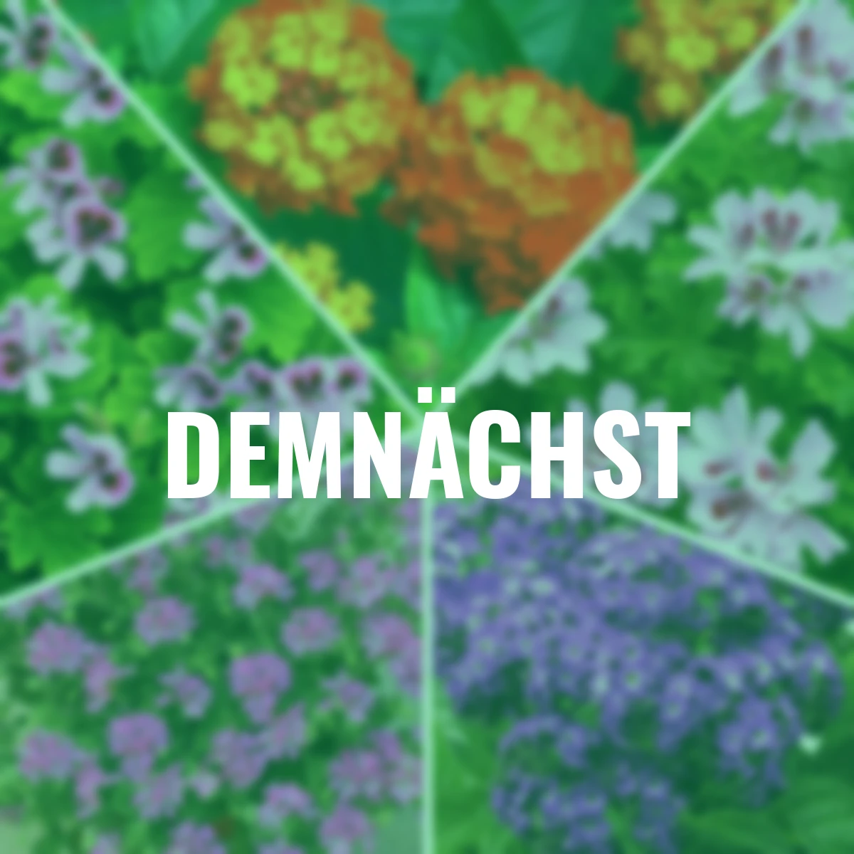 Sommerblumen Set  Bunter Duftbalkon, 7 Stück