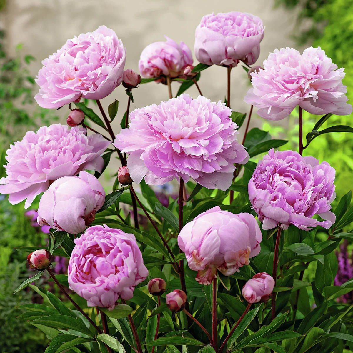 Duftpfingstrose Sarah Bernhardt