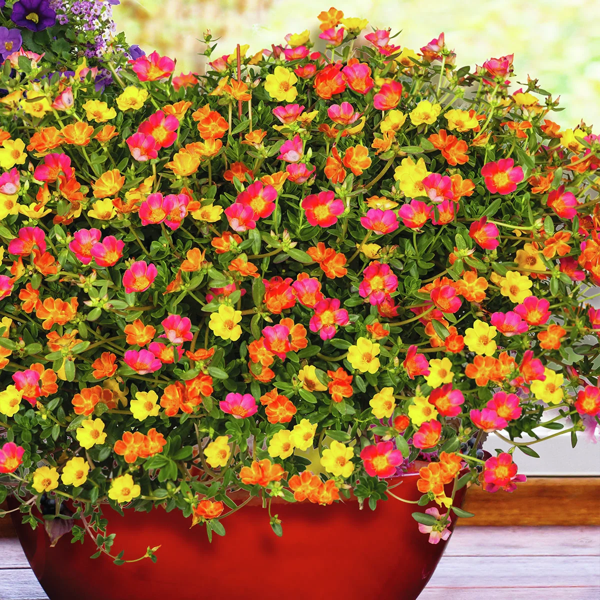 Portulac-Röschen, bunt