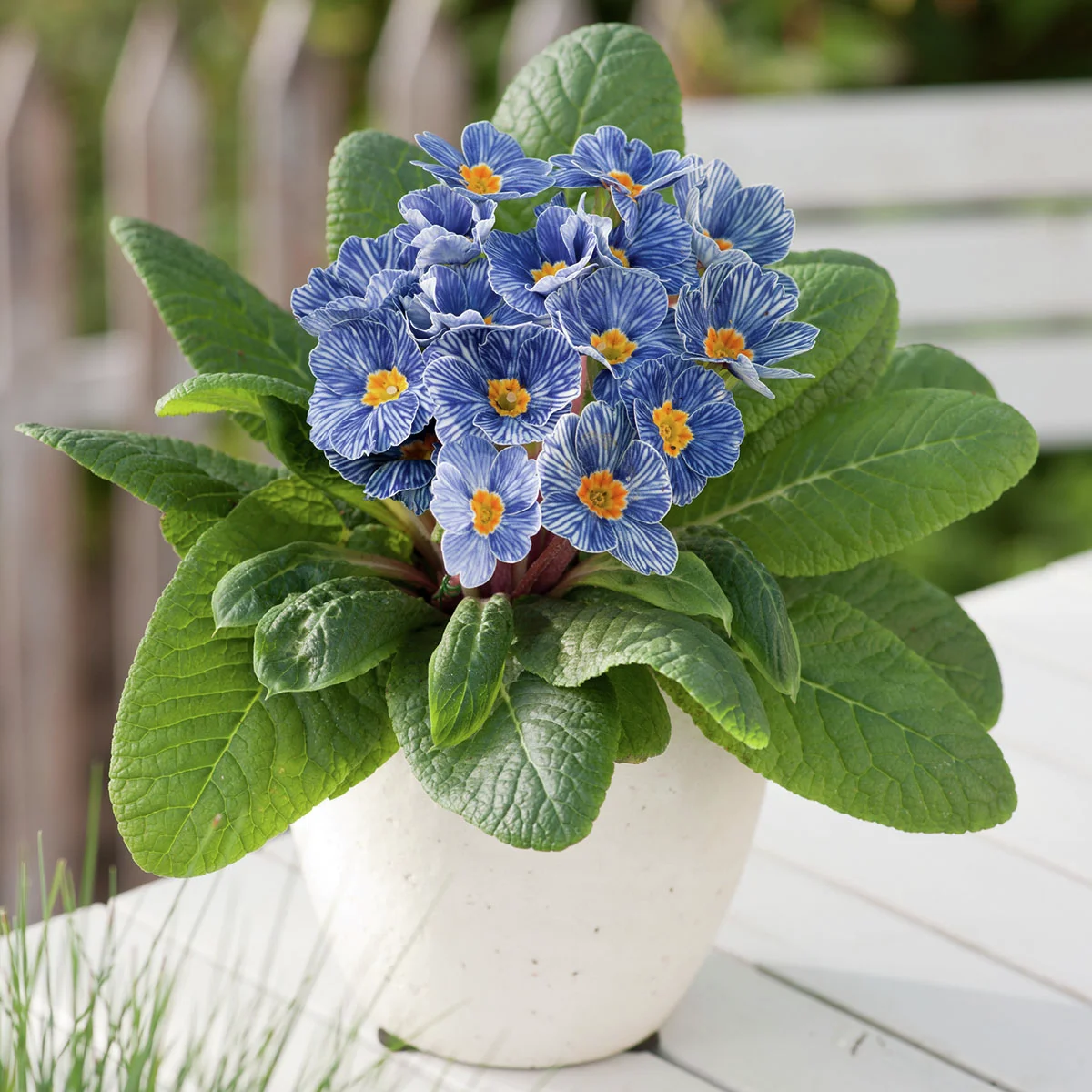 Ozean-Primel Nautilus® Blue Vein