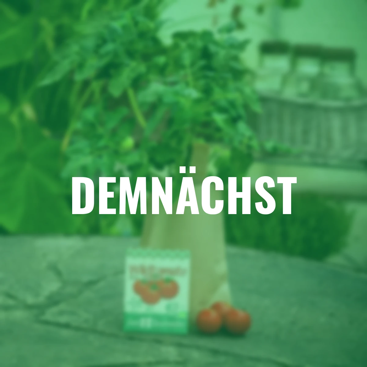 Minigarten - Wildtomate Rote Murmel - BIO