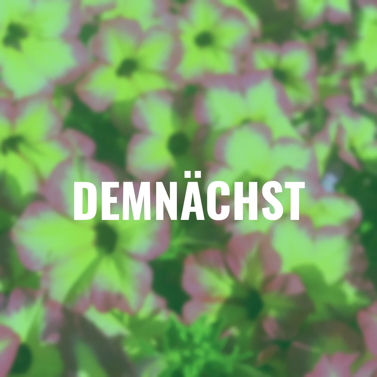 Riesenhängepetunie AlpeTunia® Magenta Yellow Star