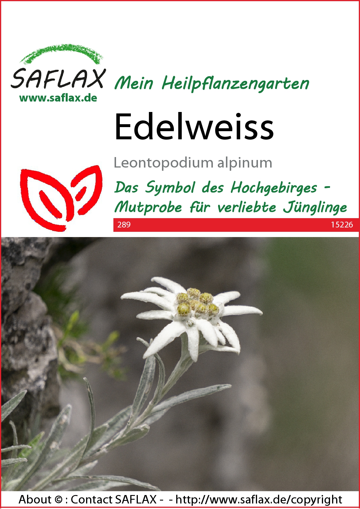 Edelweiss - Samen