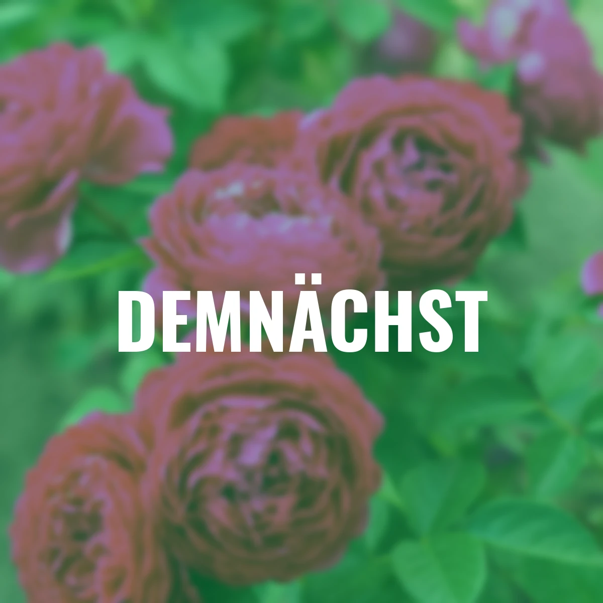 Sense of Love®-Duftrose Pure Aroma™