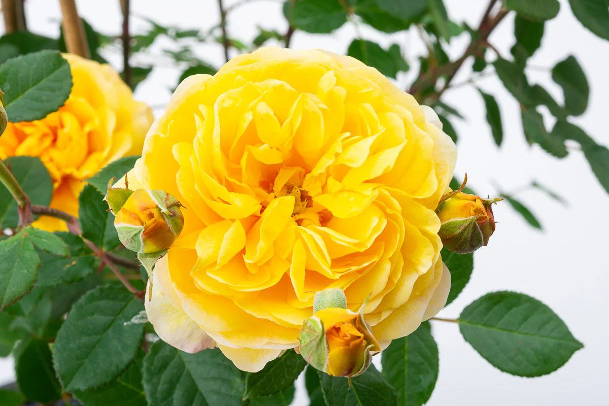 Englische Rose The Poet's Wife