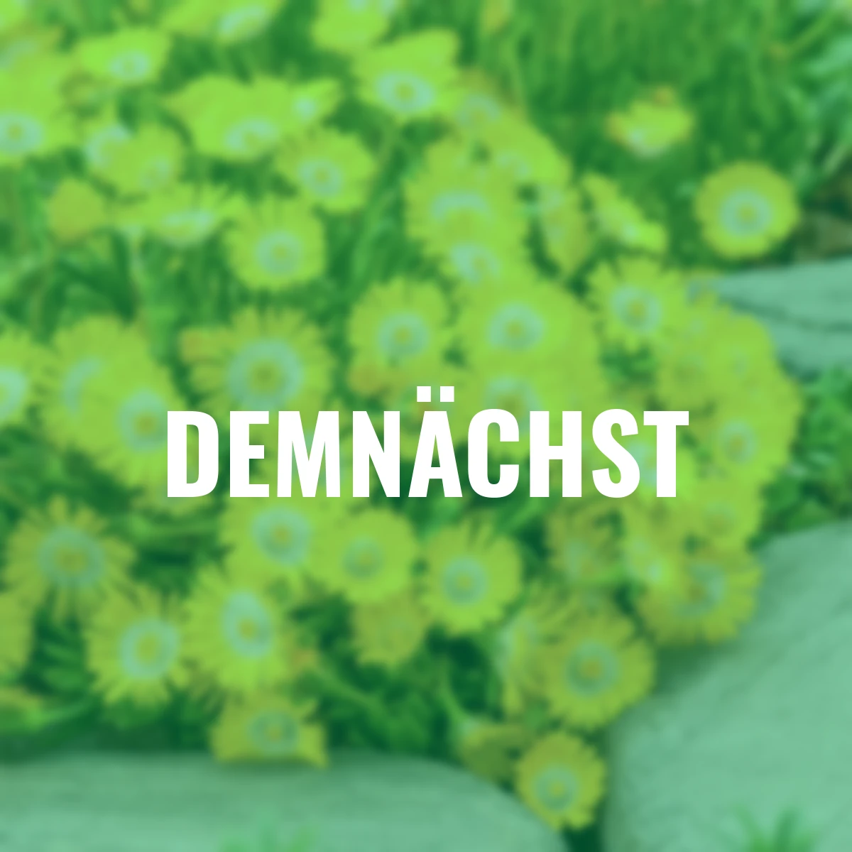 Mittagsblume Rise and Shine