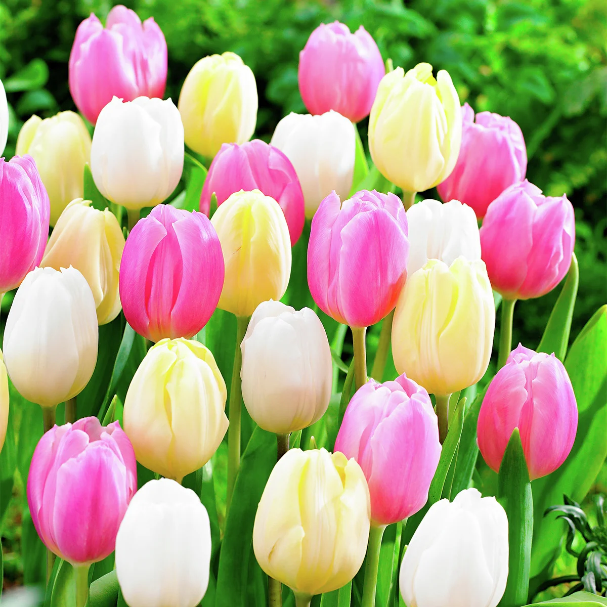 Ostertulpen-Mischung