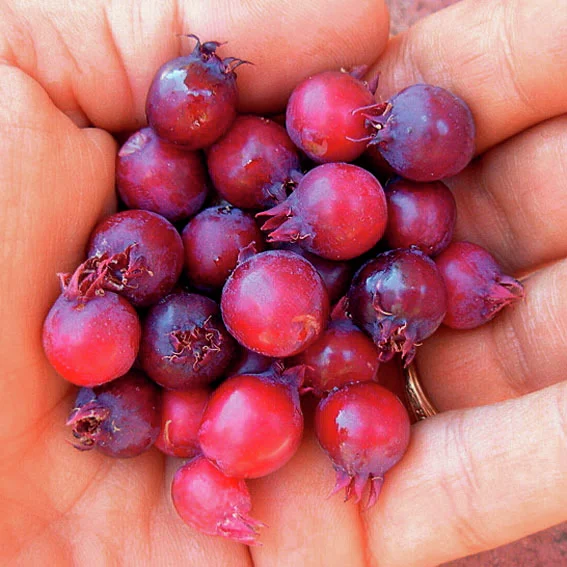 Rosinen-Baum Prince William