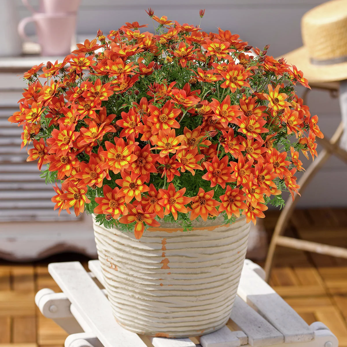 Bidens Blazing™ Embers, orange-gelb