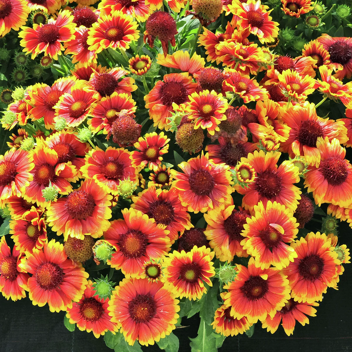 Kokardenblume Kobold