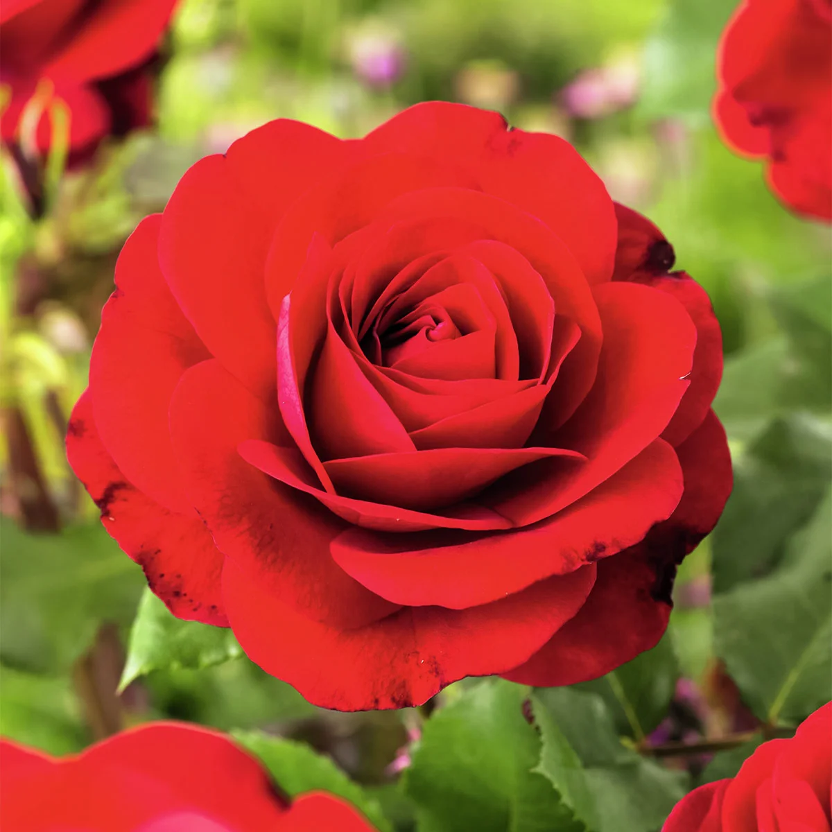 Roter Rosen-Stamm, Höhe ca. 60 cm