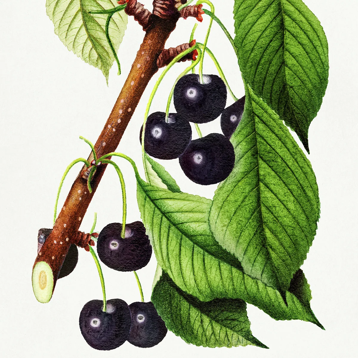 Große schwarze Knorpelkirsche