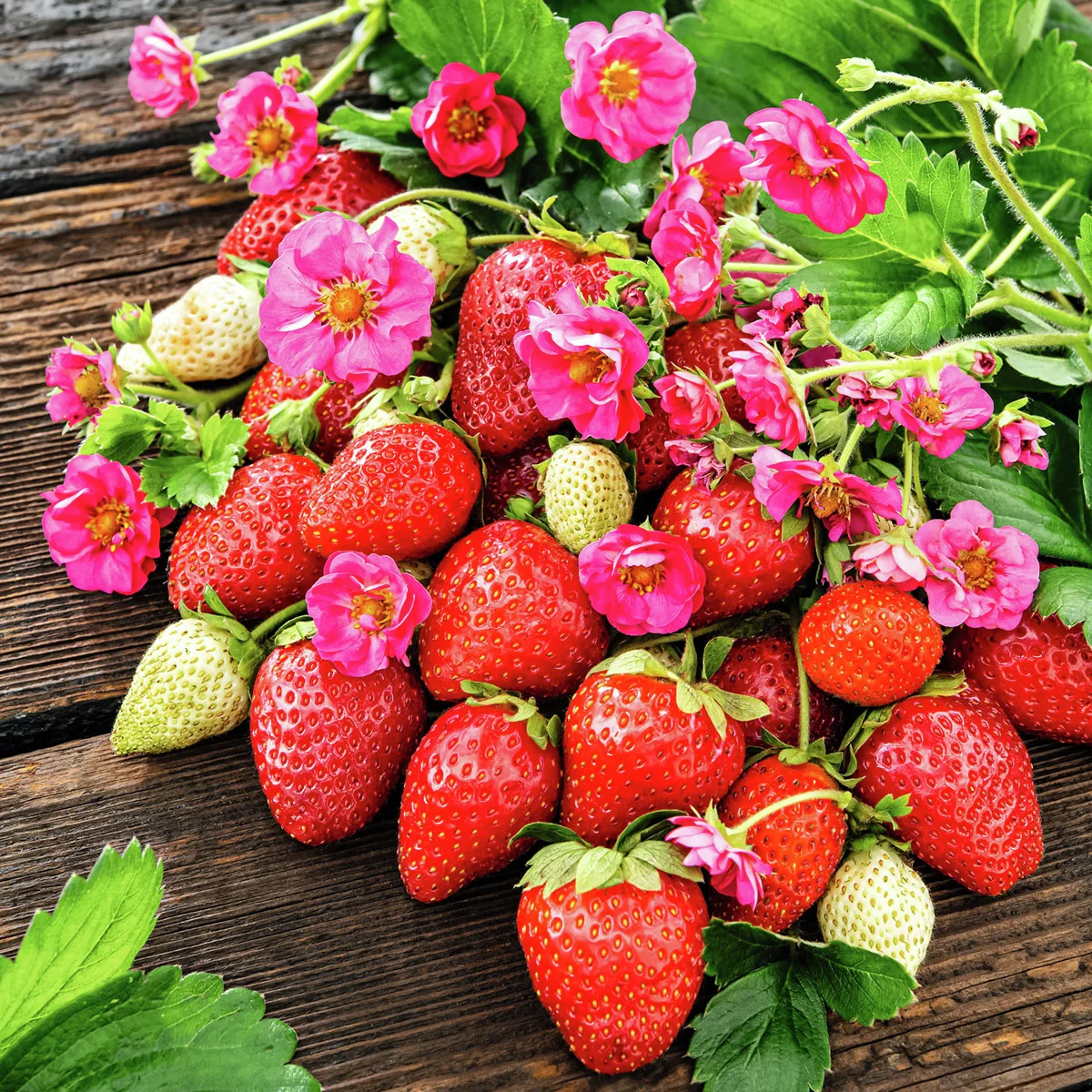 Balkon-Erdbeere, rosablütig