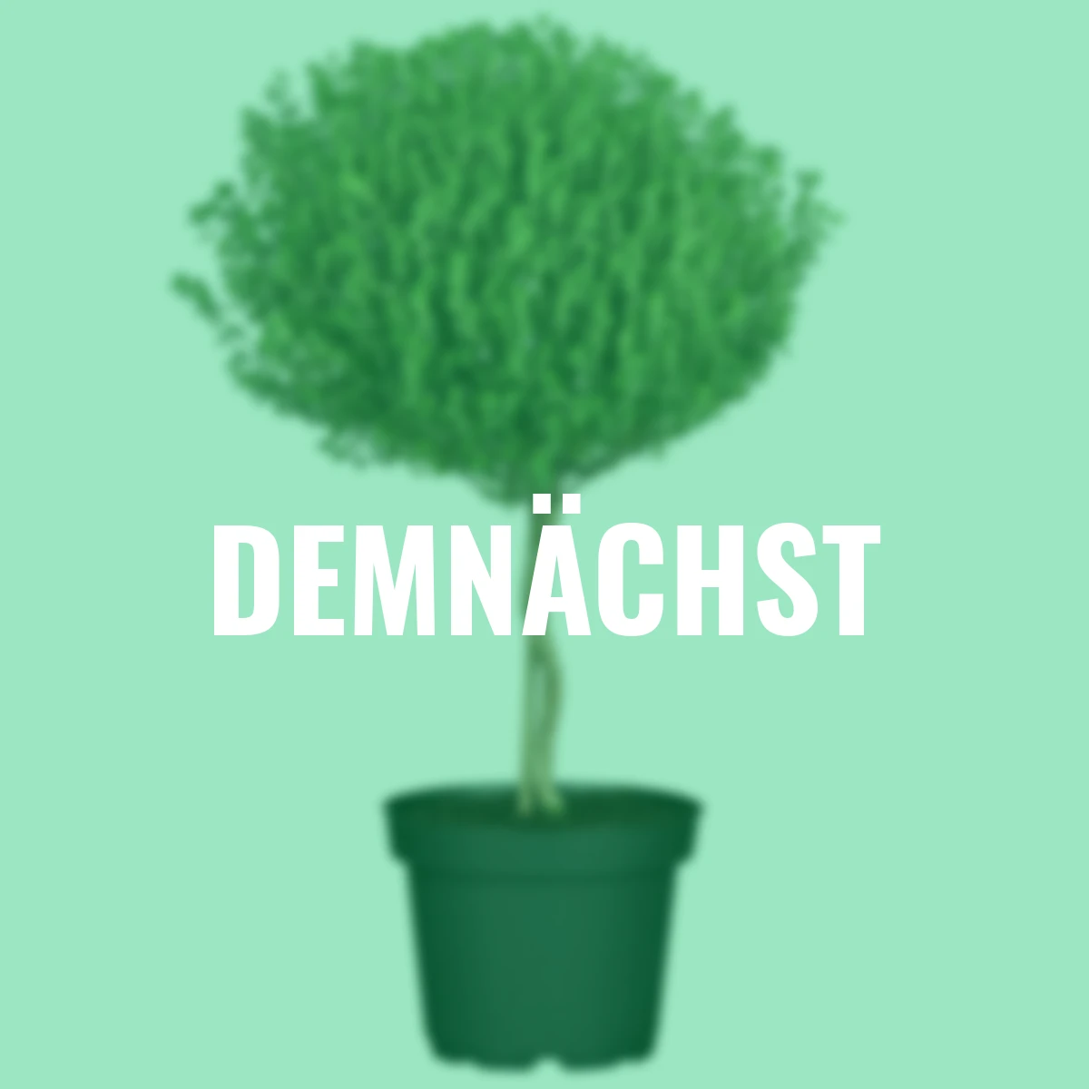 Eataliano Thymian-Stämmchen