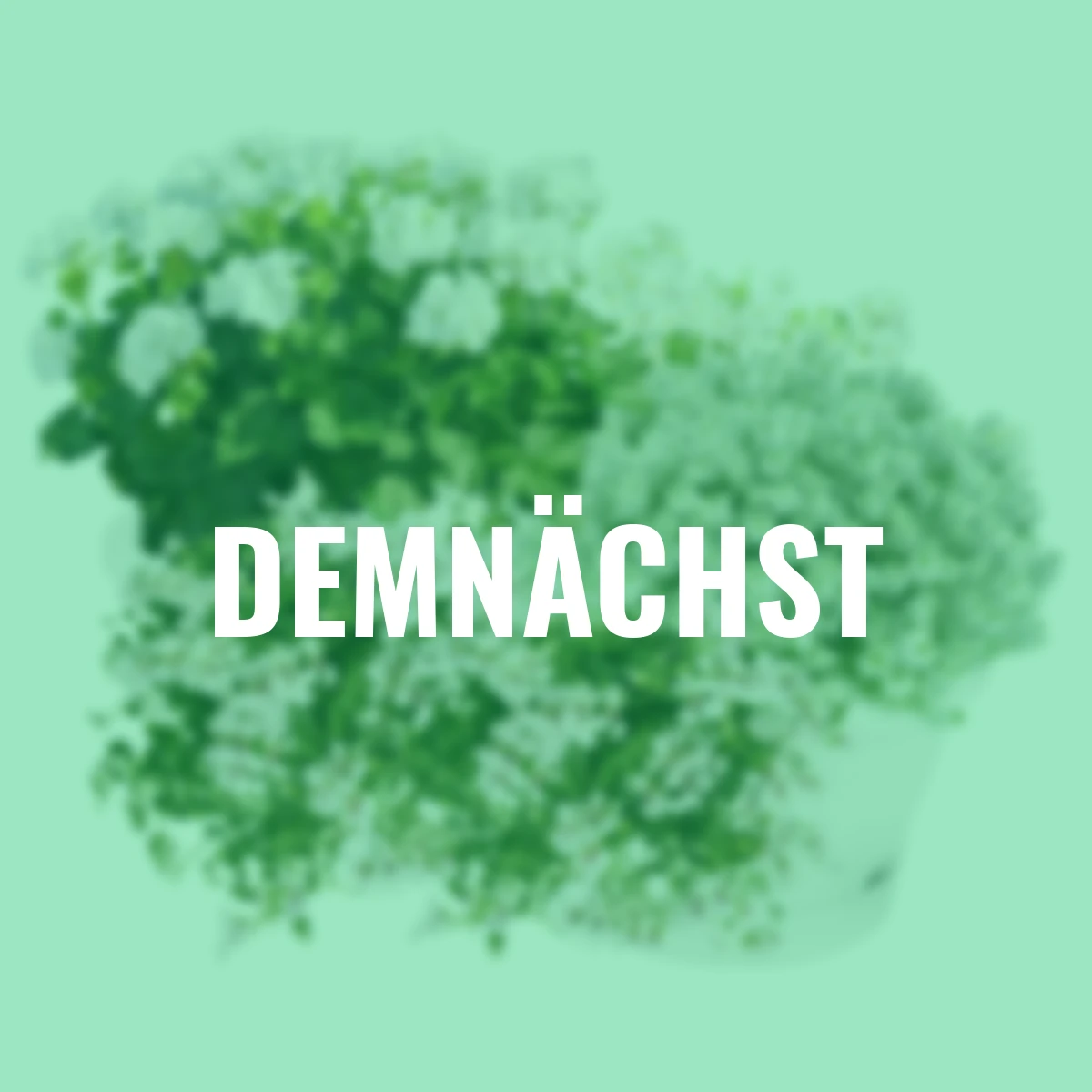 Sommerblumen-Set Schneewittchen, 12 Stück