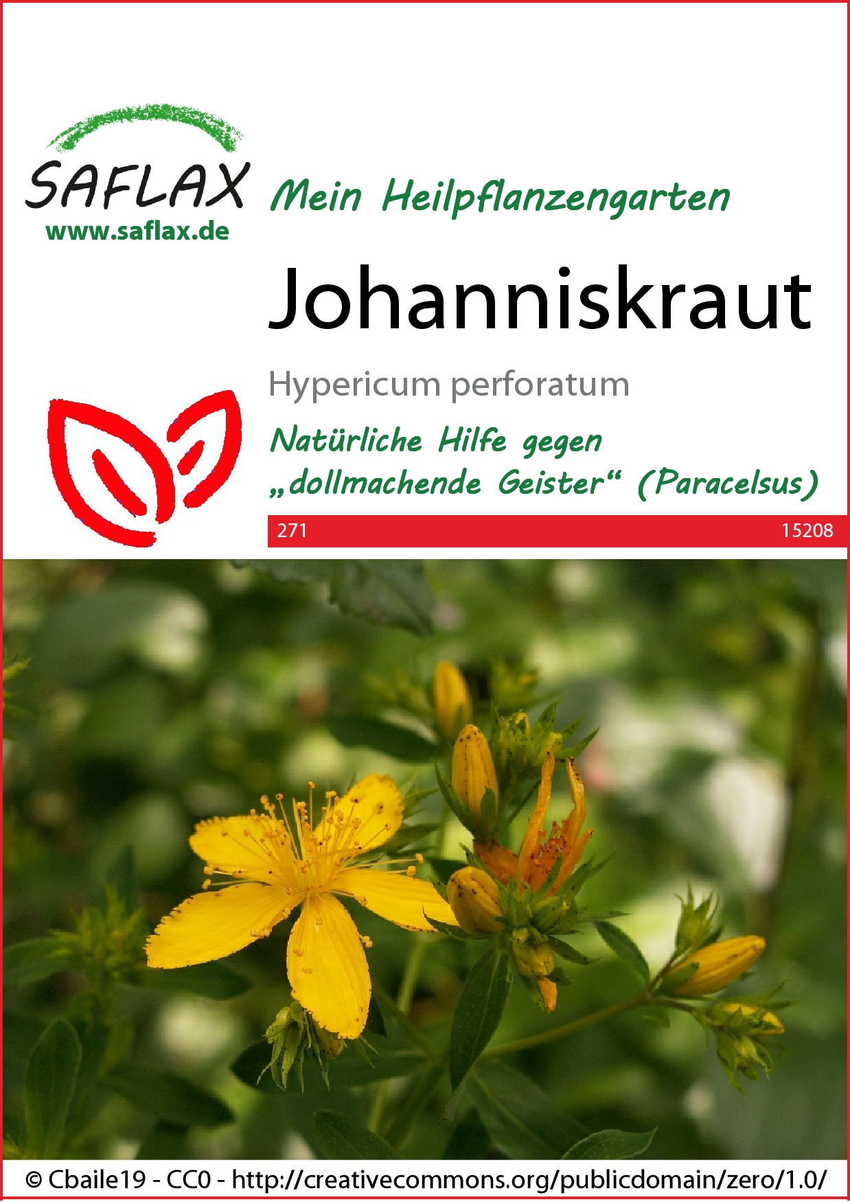 Johanniskraut - Samen