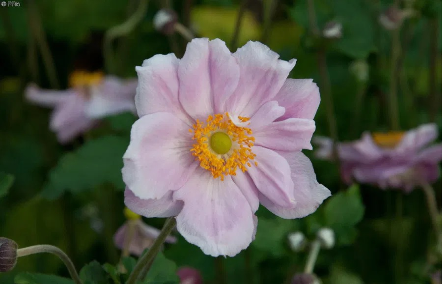 Herbst Anemone Königin Charlotte (Queen Charlotte)
