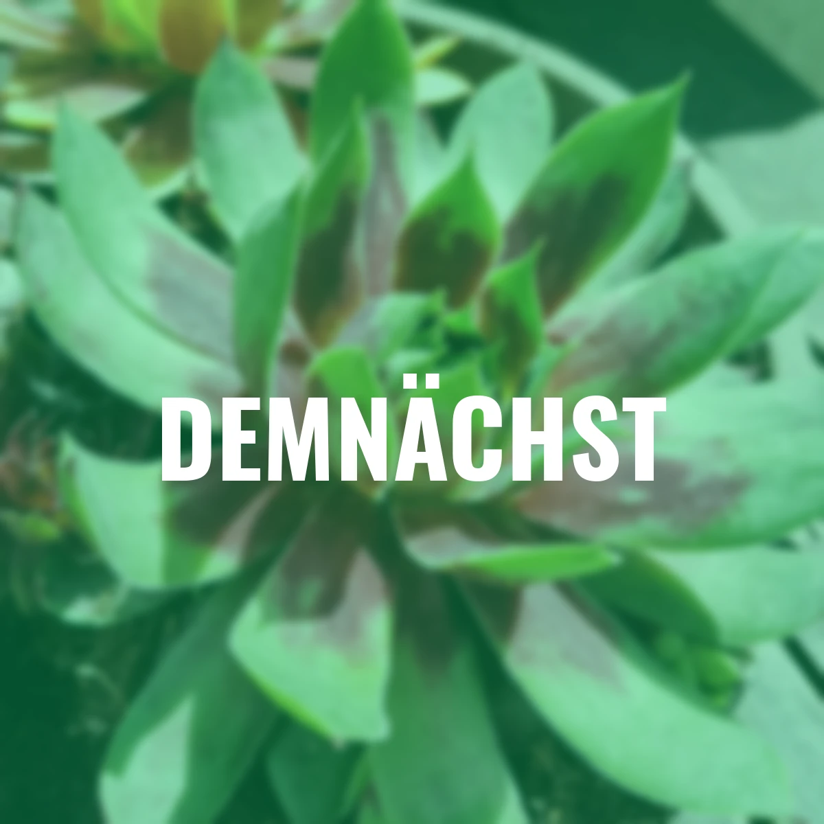 Hauswurz Chick Charms® Cranberry Cocktail