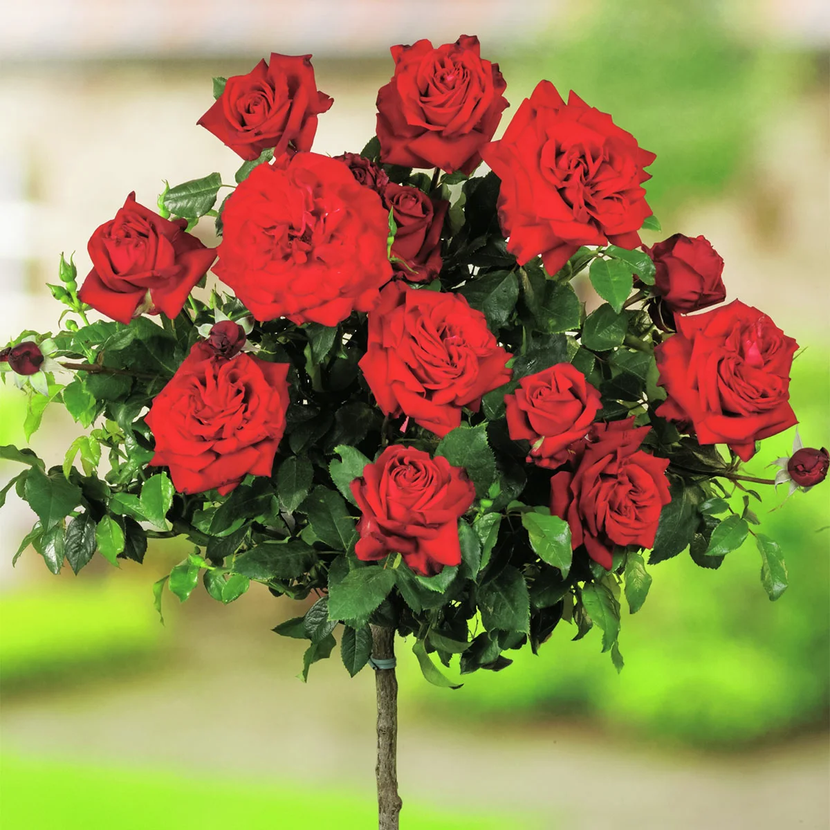 Roter Rosen-Stamm, Höhe ca. 60 cm