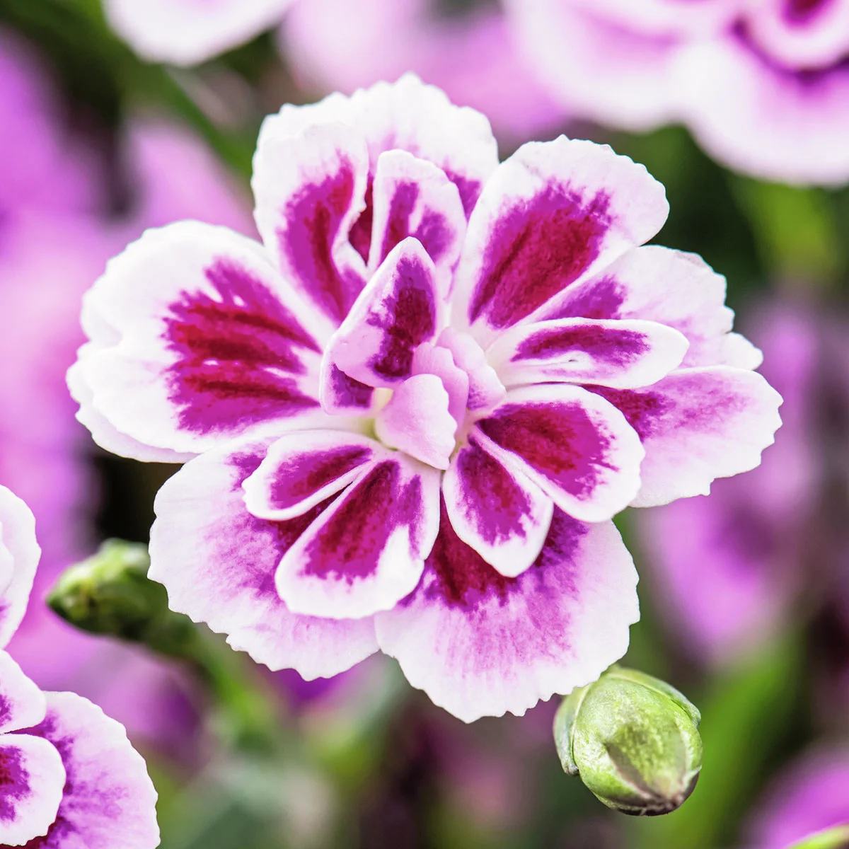 Prinzess-Nelke Pink Kisses(R)