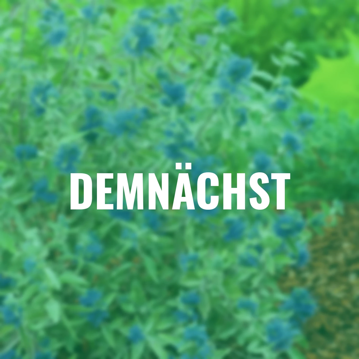 Bartblume Sterling Silver®