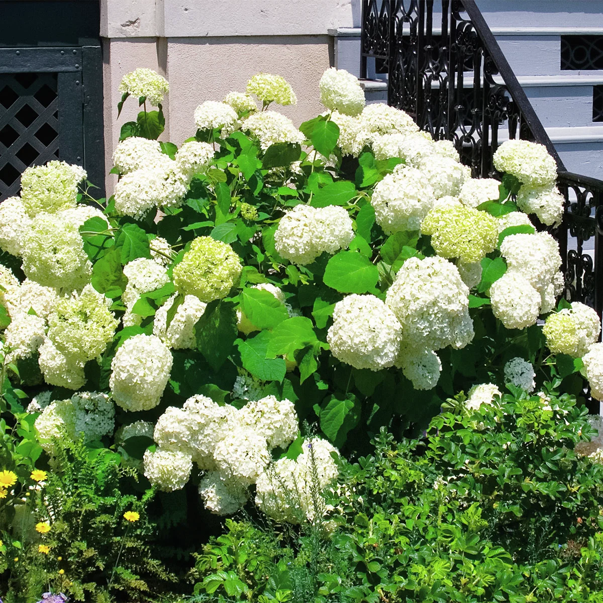 Schneeballhortensie Annabelle®, im ca. 9 cm-Topf