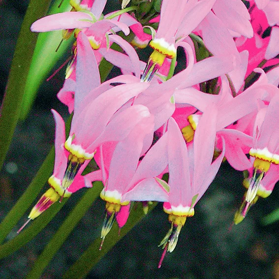 Götterblume