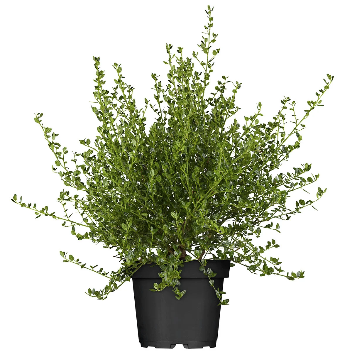 Säckelblume Victoria