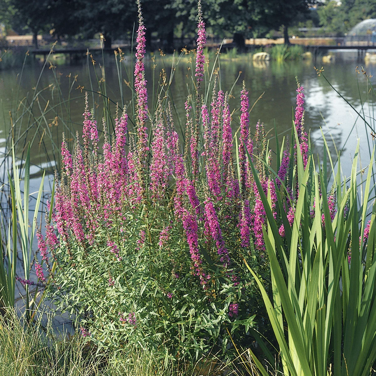 Blutweiderich, im ca. 9 cm-Topf