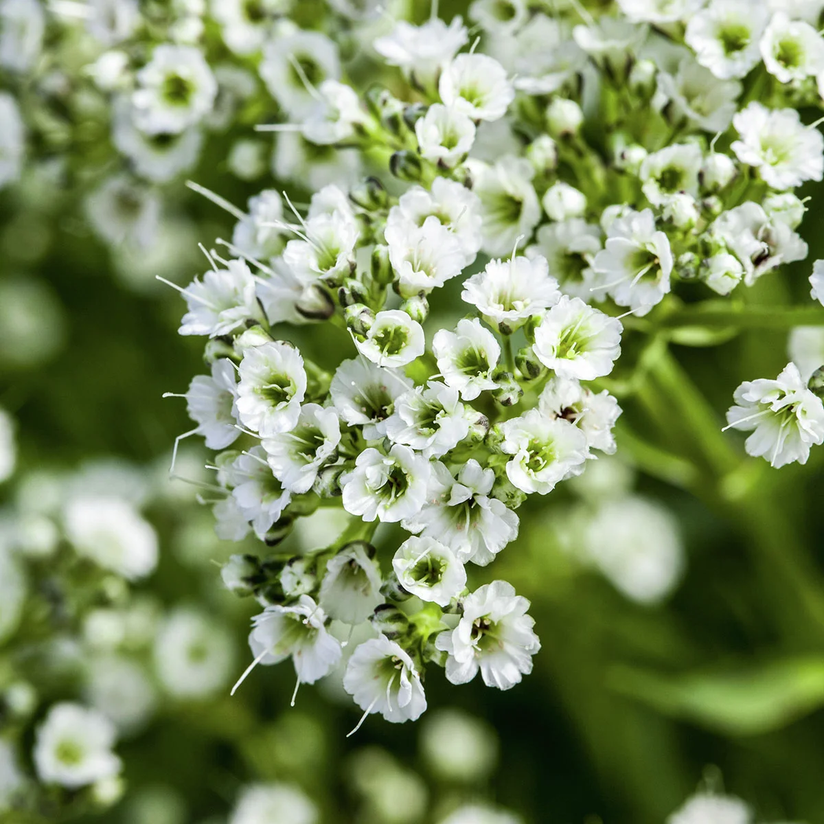 Schleierkraut, weiß