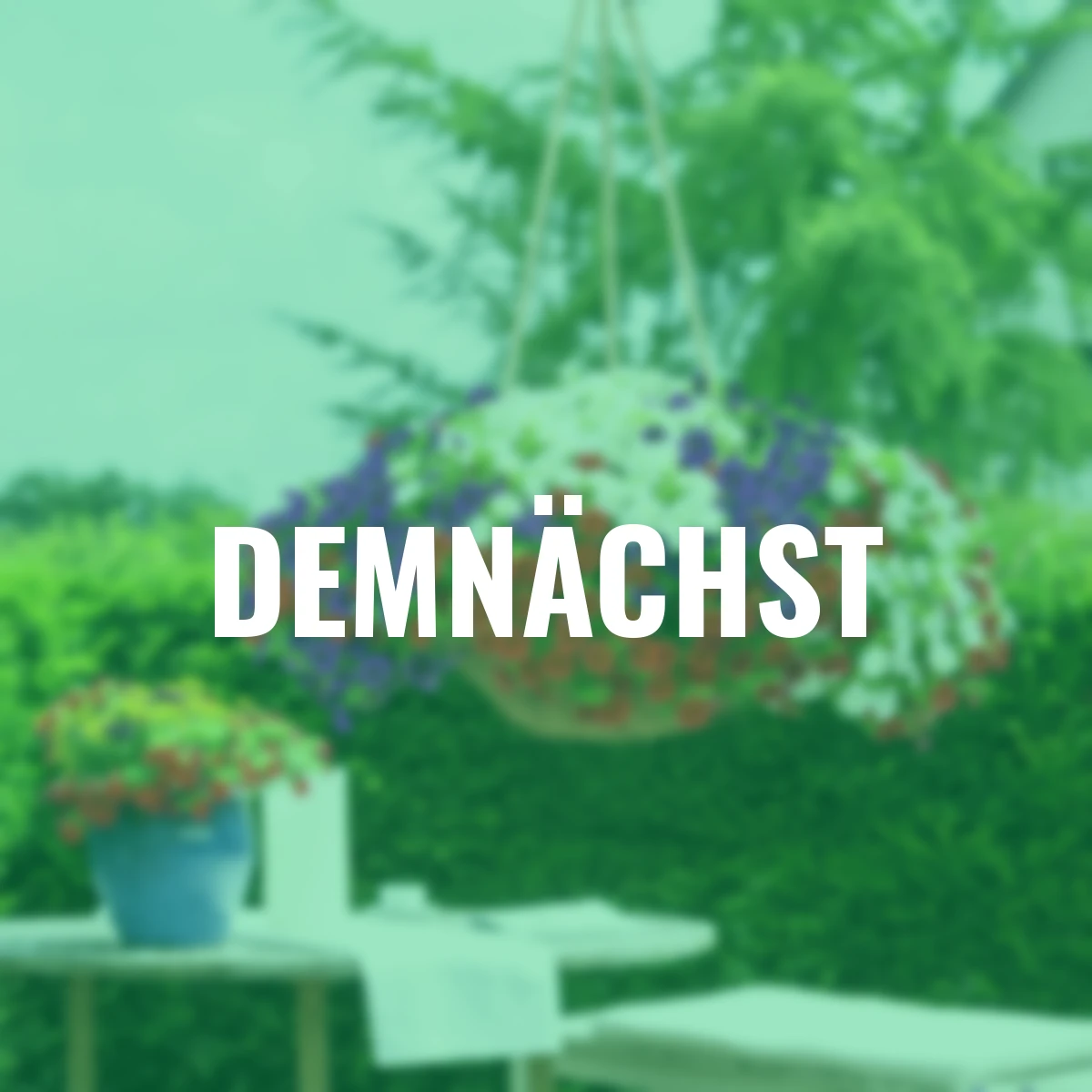 Zauberglöckchen Tricolor, Ampel