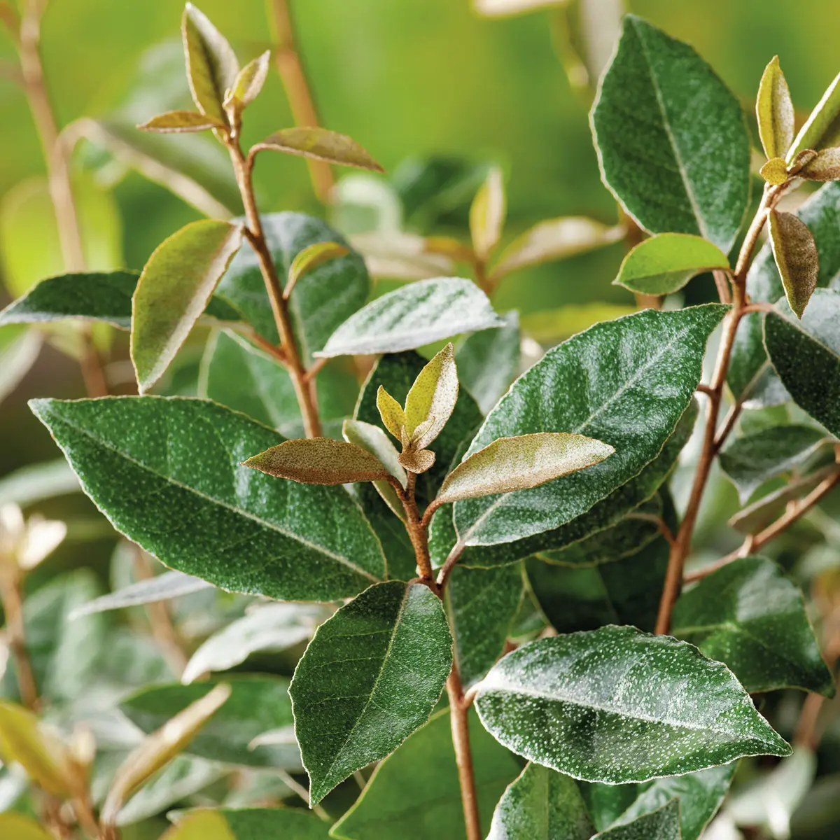 Wintergrüne Ölweide