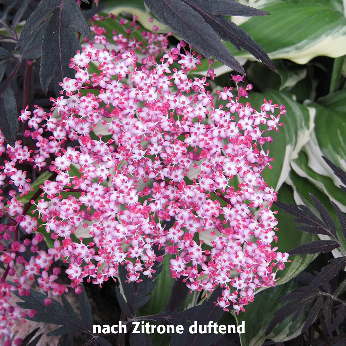 Duft-Holunder Black Lace(R), im ca. 19 cm-Topf