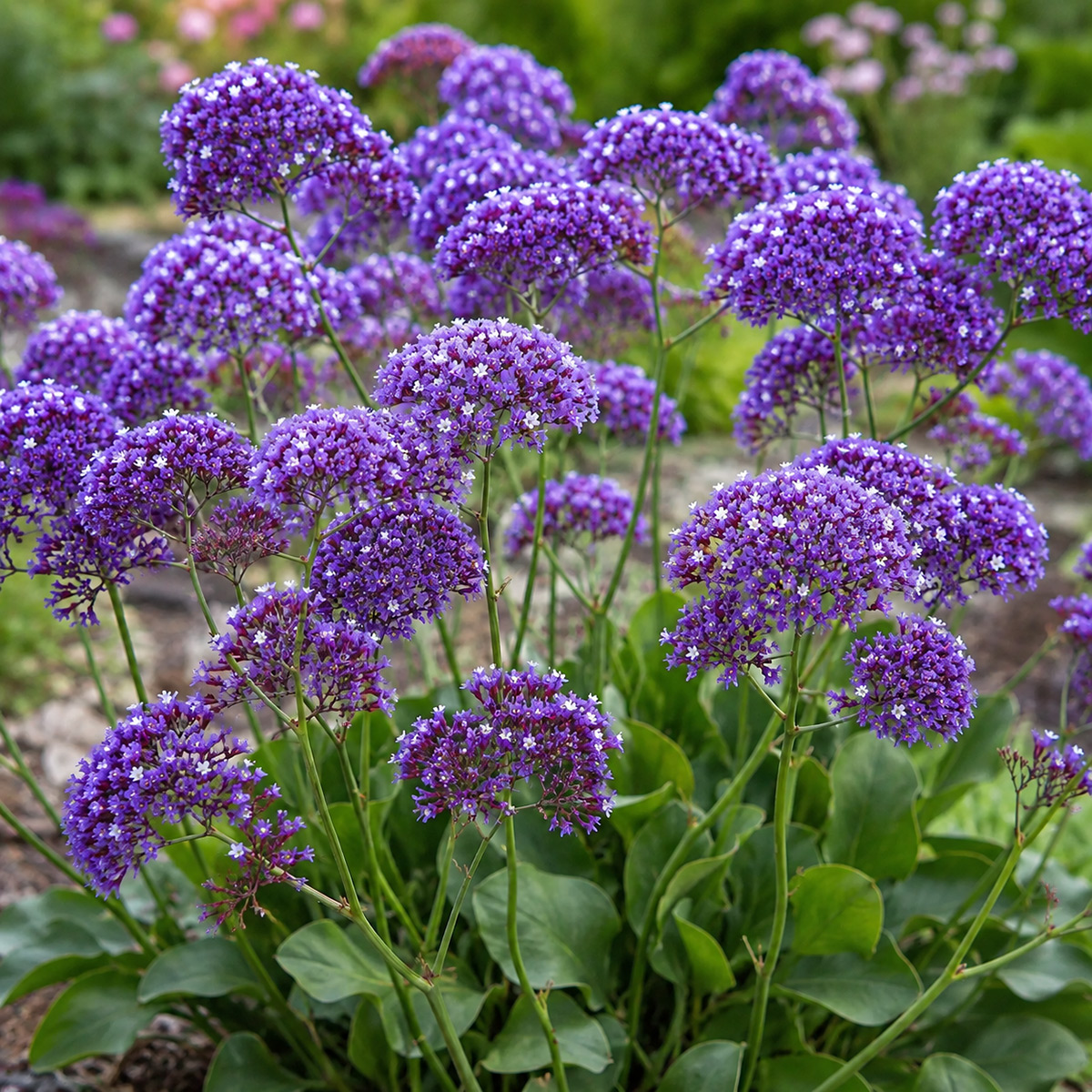 Strandflieder Purple Parachute
