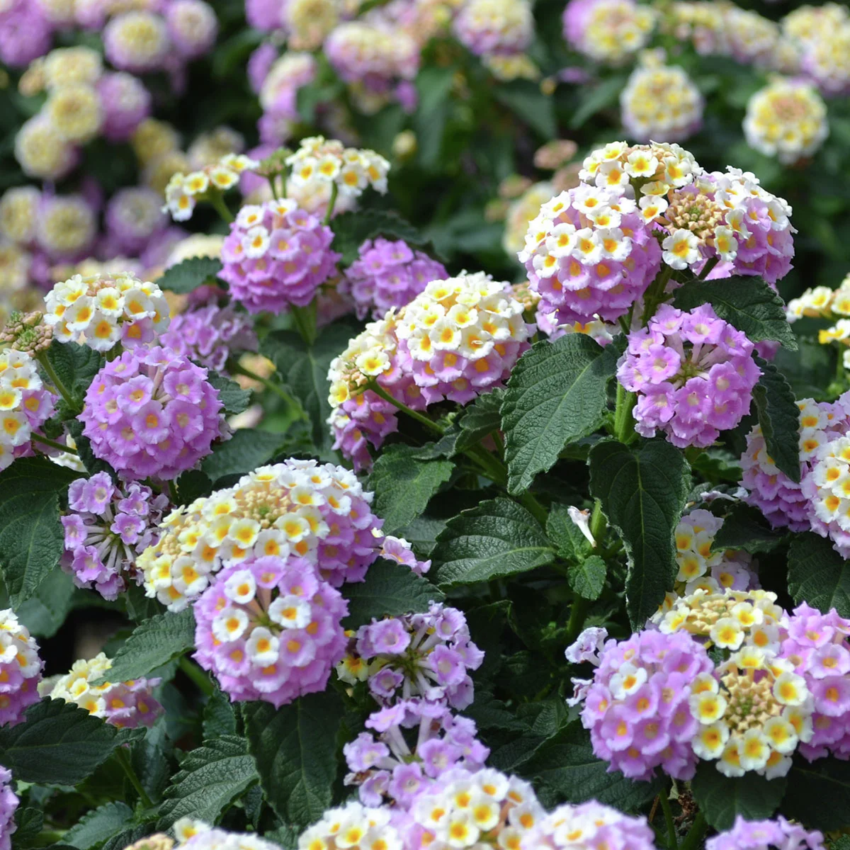 Wandelröschen-Stämmchen, rosa