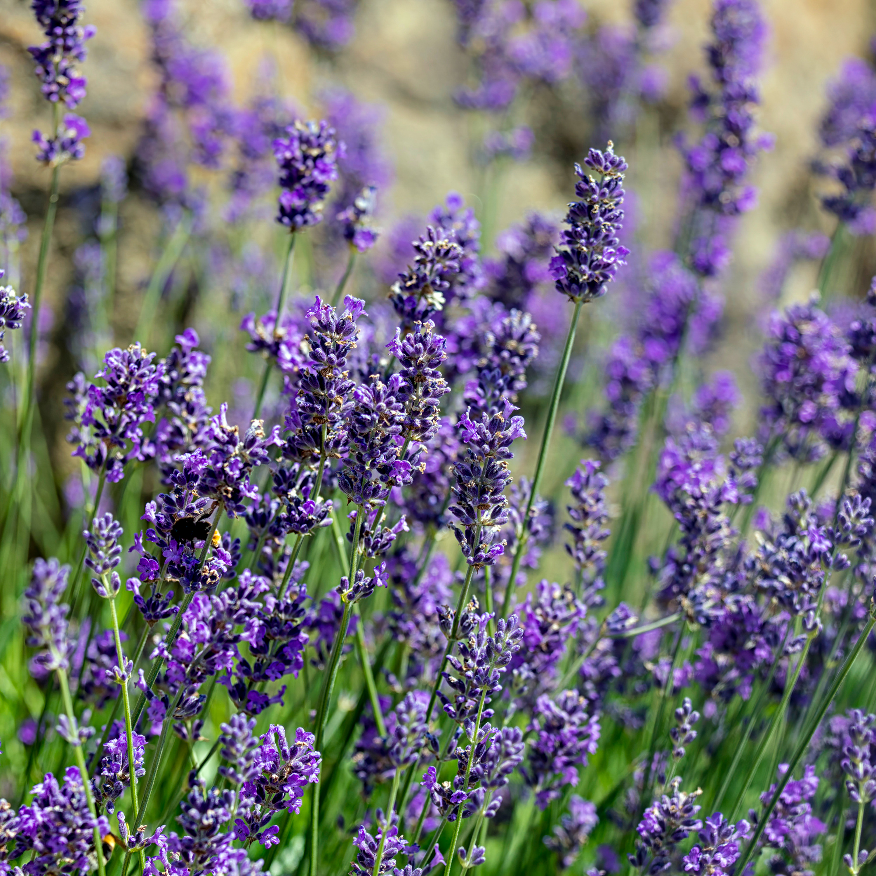 Lavendel Munstead