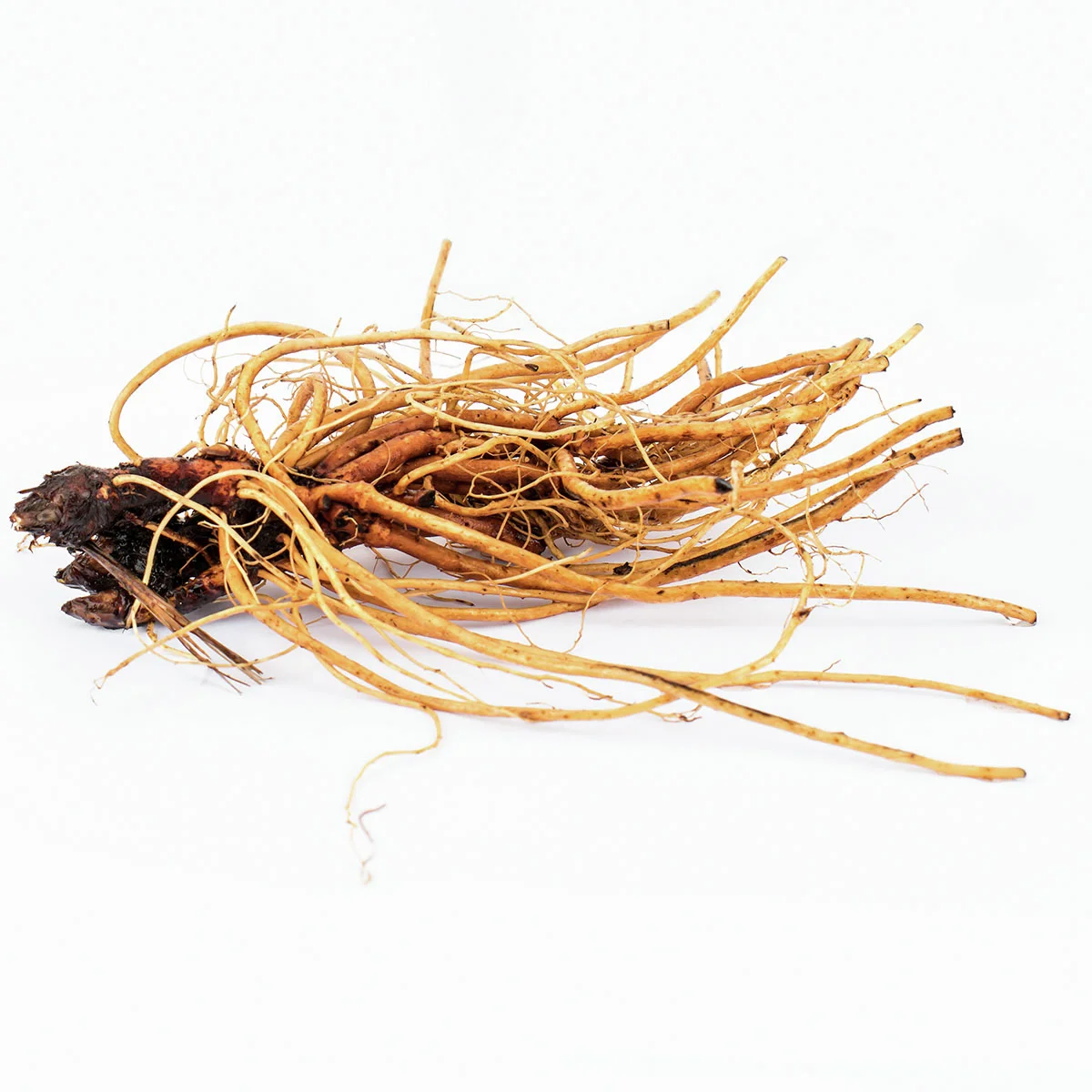 Storchschnabel Rise and Shine