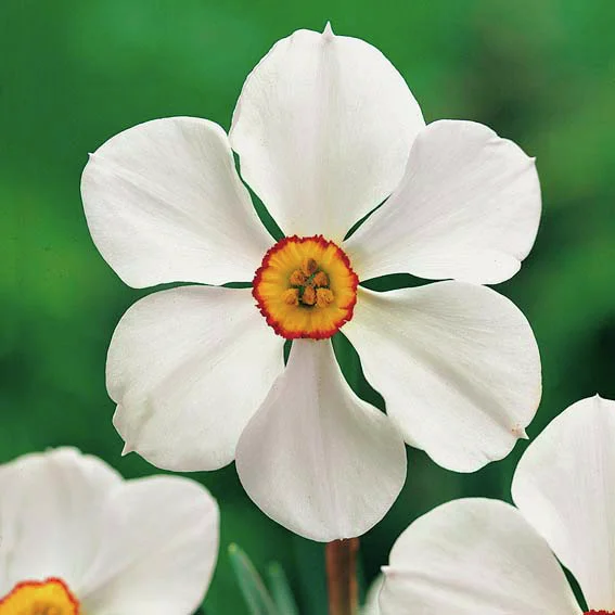 Dichternarzisse Actaea