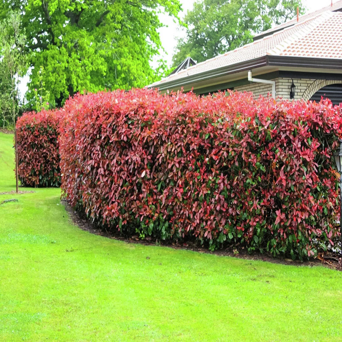 Glanzmispel Red Robin