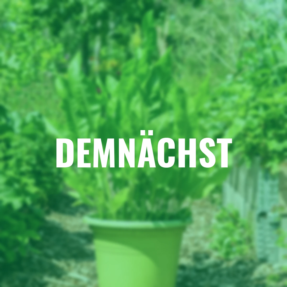 Gewürzpflanze Meerrettich Vitara®