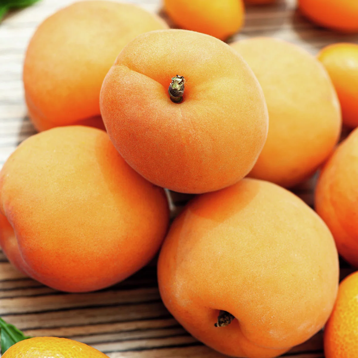 Zwergobst Aprikose Compacta