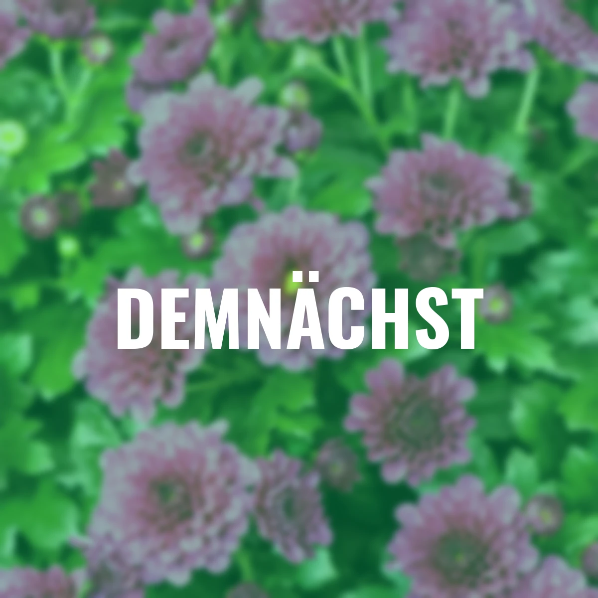 Herbst-Chrysantheme, violett