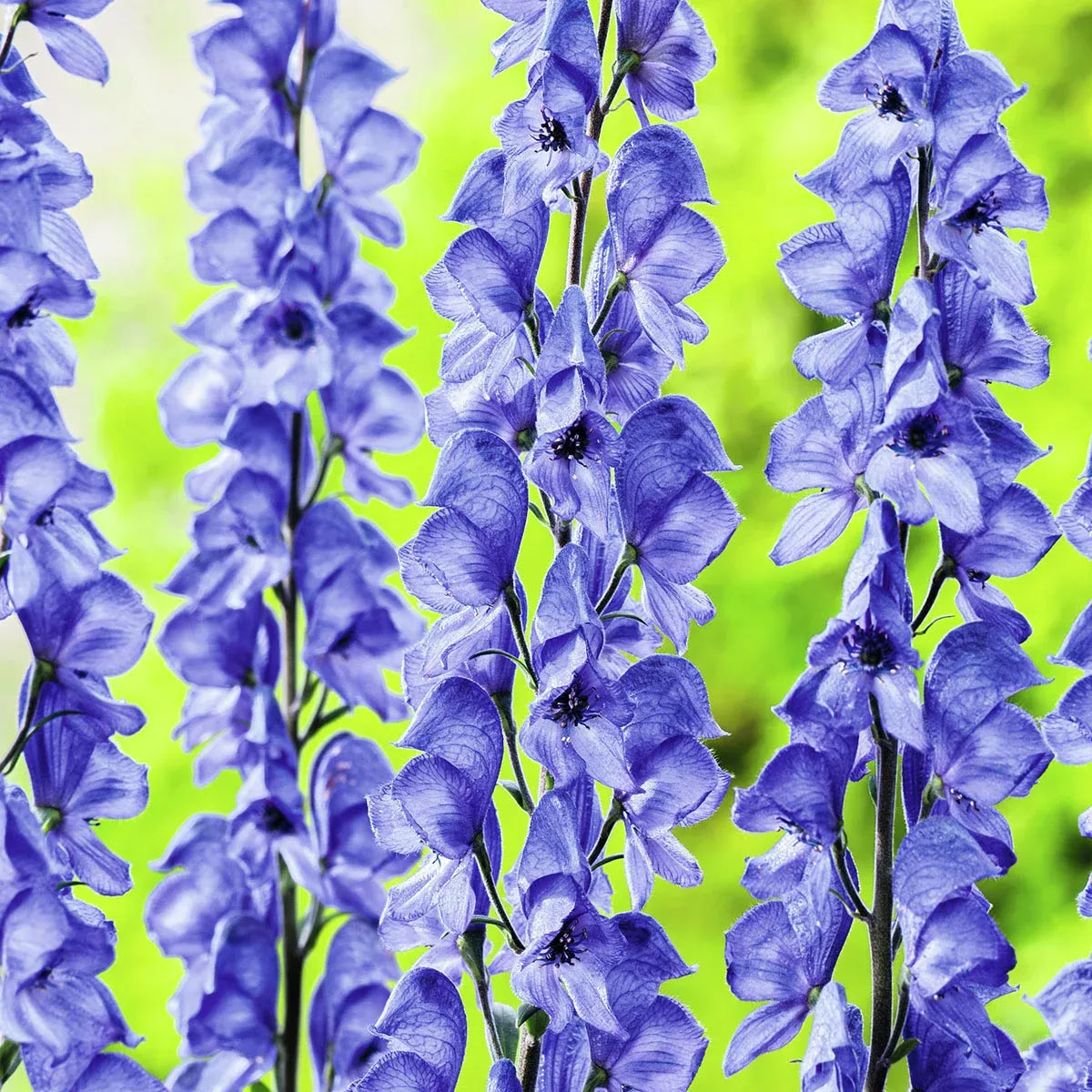 Blauer Eisenhut mit charakteristischen tiefblauen Blütenrispen im Schattenbeet