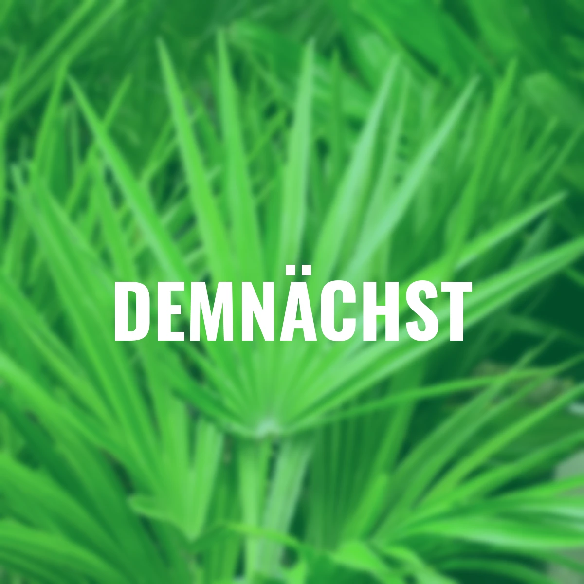 Sizilianische Zwergpalme Etna