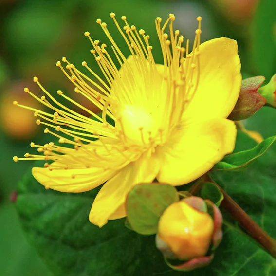 Johanniskraut Magical Red