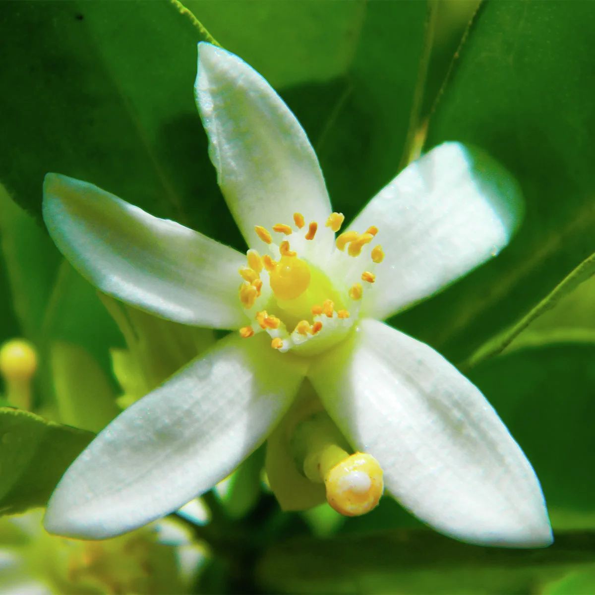 Zitronen-Stamm, im ca. 19 cm-Topf