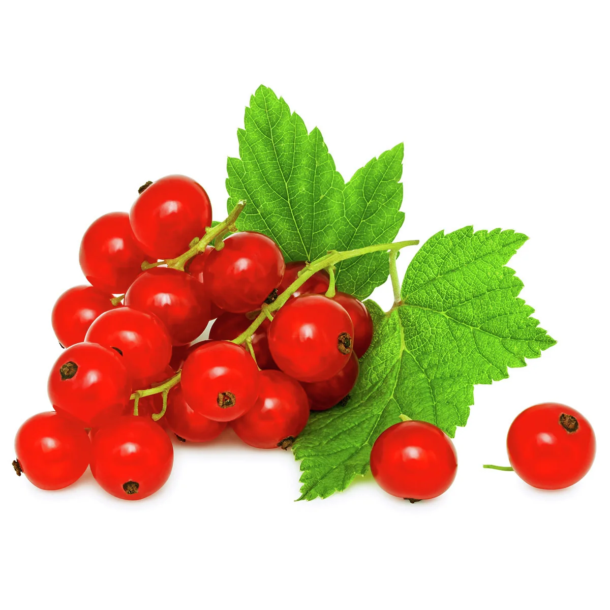 BIO Johannisbeere Jonkheer van Tets