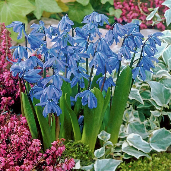 Blausternchen