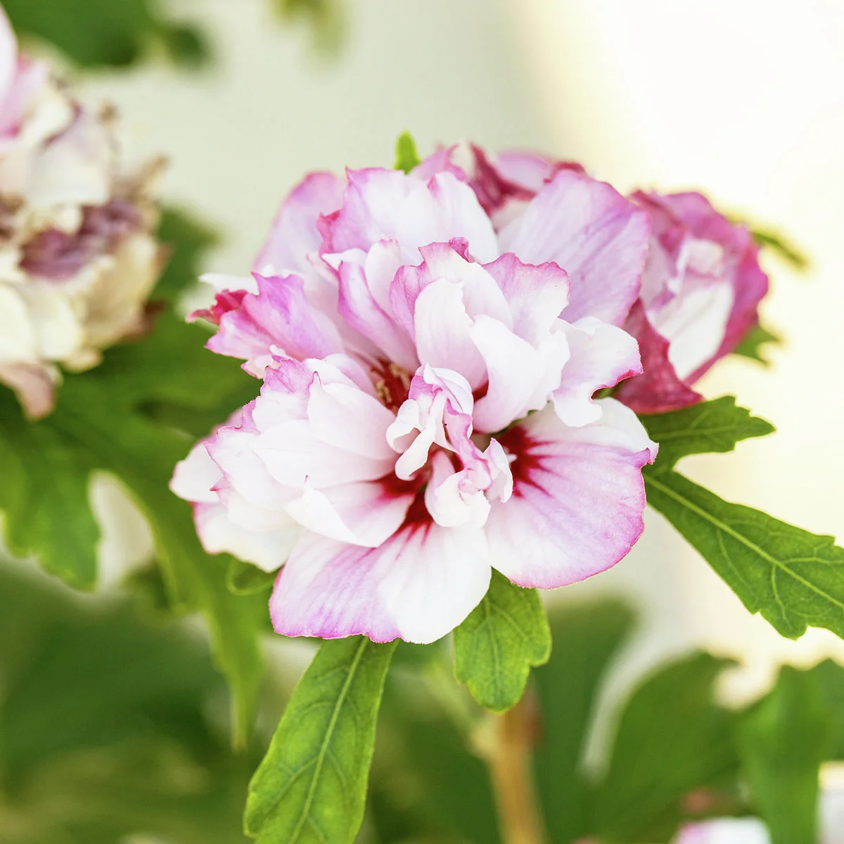 Gartenhibiskus-Stämmchen Miss Silvia