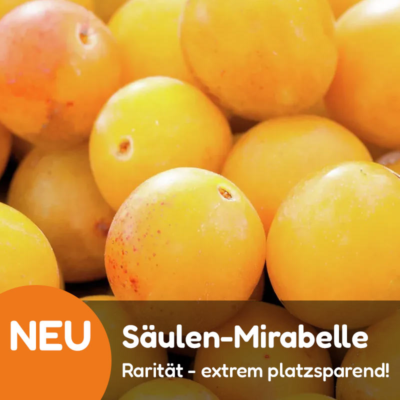 Stauden in XL-Qualität bei Gärtner Harry